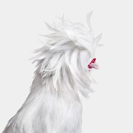 Photographie, Bantom White Polish Hen No. 1 on White (L), Randal Ford