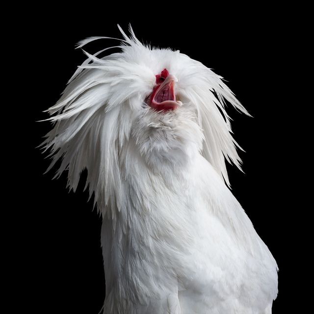 Randal Ford, Bantom White Polish Hen No. 2 on Black (M) Randal Ford, Bantom White Polish Hen No. 2 on Black (M)