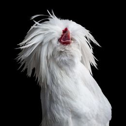 Photographie, Bantom White Polish Hen No. 2 on Black (L), Randal Ford