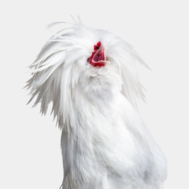 Randal Ford, Bantom White Polish Hen No. 2 on White (M) Randal Ford, Bantom White Polish Hen No. 2 on White (M)