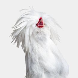 Photographie, Bantom White Polish Hen No. 2 on White (L), Randal Ford