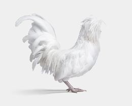 Photographie, Bantom White Polish Hen No. 3 on White (S), Randal Ford