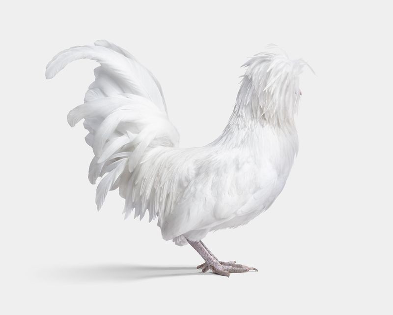 Randal Ford, Bantom White Polish Hen No. 3 on White (L) Randal Ford, Bantom White Polish Hen No. 3 on White (L)
