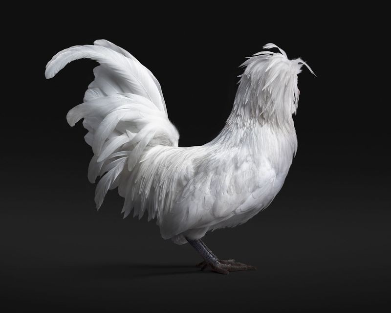 Randal Ford, Bantom White Polish Hen No. 3 on Black (S) Randal Ford, Bantom White Polish Hen No. 3 on Black (S)