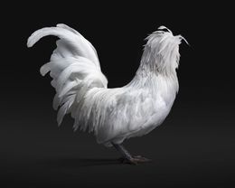 Photographie, Bantom White Polish Hen No. 3 on Black (M), Randal Ford