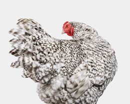Photographie, Mechelen Turkey Head Hen (M), Randal Ford