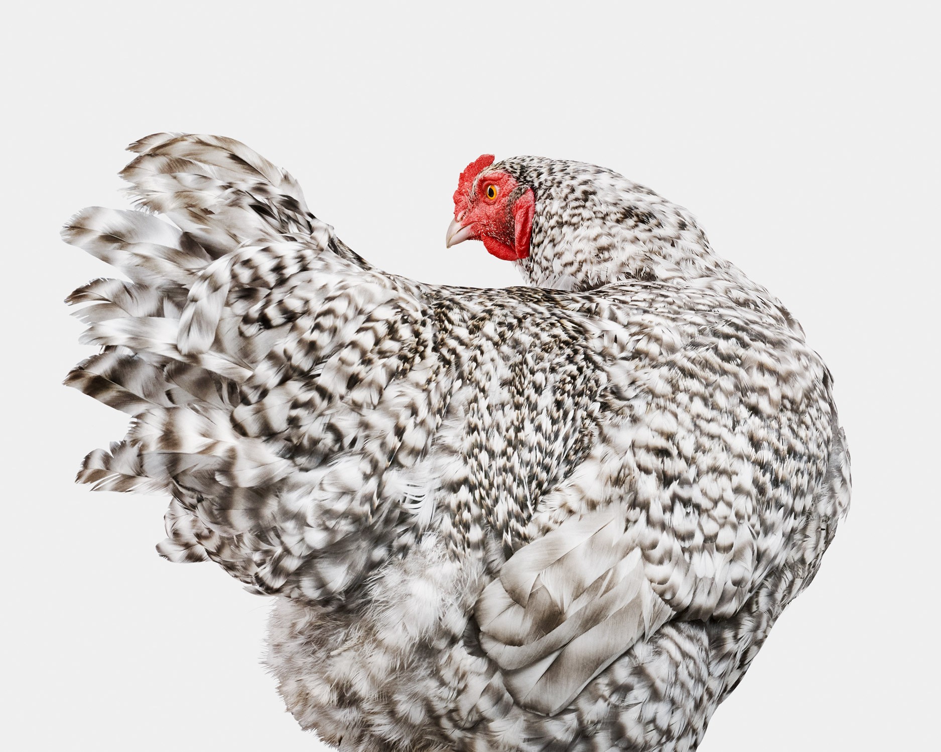 Randal Ford, Mechelen Turkey Head Hen (M) Randal Ford, Mechelen Turkey Head Hen (M)