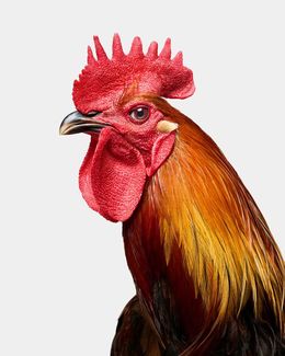 Photographie, Denizli Longcrower Rooster (L), Randal Ford