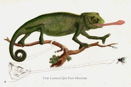 Drucke, Une langue qui fait mouche, Thierry Robert