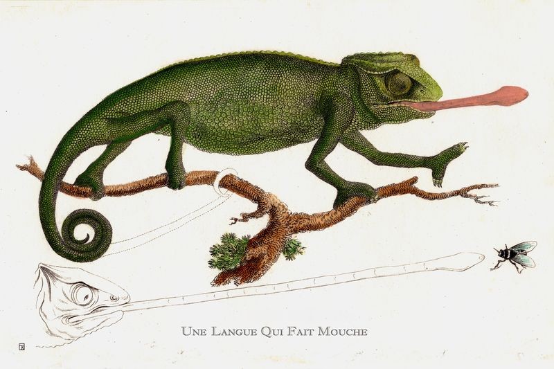 Thierry Robert, Une langue qui fait mouche Thierry Robert, Une langue qui fait mouche