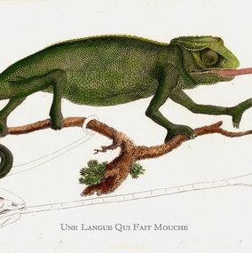 Print, Une langue qui fait mouche, Thierry Robert
