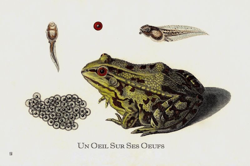 Thierry Robert, Un œil sur ses yeux Thierry Robert, Un œil sur ses yeux