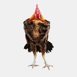 Photographie, Denizli Longcrower Rooster in Flight (S), Randal Ford