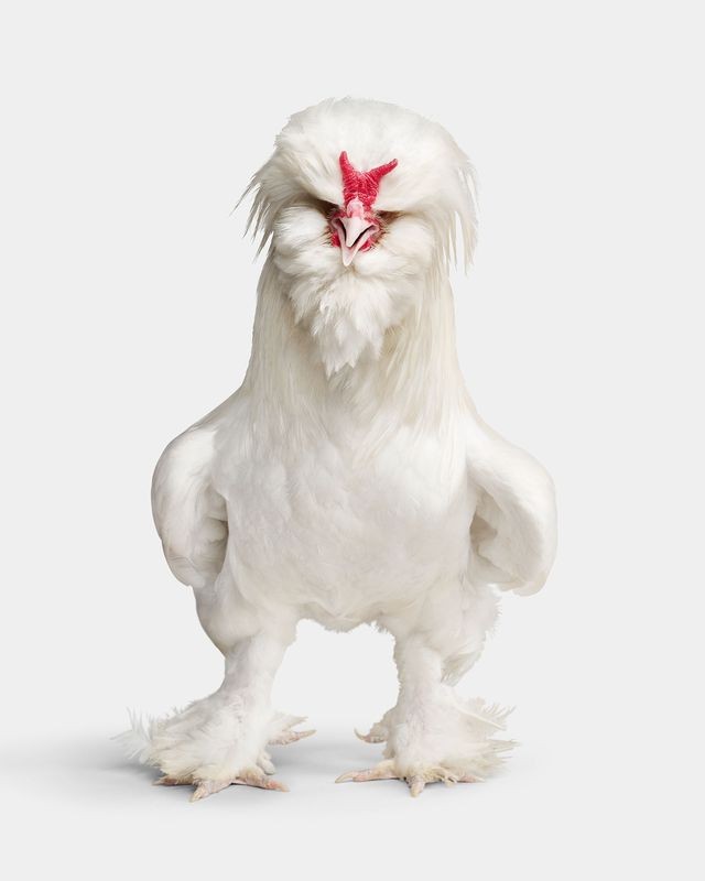 Randal Ford, White Sultan Rooster (M) Randal Ford, White Sultan Rooster (M)
