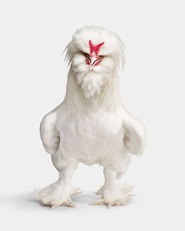 Photographie, White Sultan Rooster (L), Randal Ford