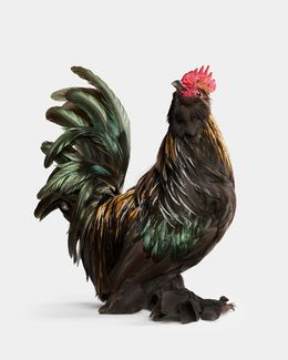 Photographie, Barbu d’Uccle Rooster (M), Randal Ford