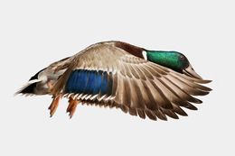 Photographie, Gray Mallard Duck in Flight (M), Randal Ford