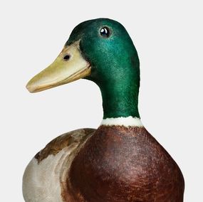 Photographie, Gray Mallard Duck No. 2 (S), Randal Ford