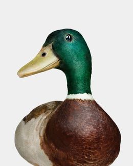 Photographie, Gray Mallard Duck No. 2 (L), Randal Ford