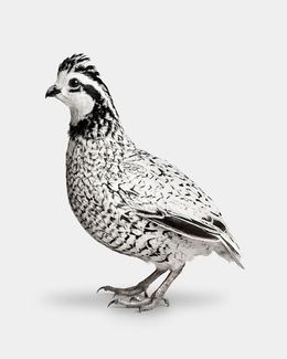 Photographie, Snowflake Bobwhite Quail No. 2 (S), Randal Ford
