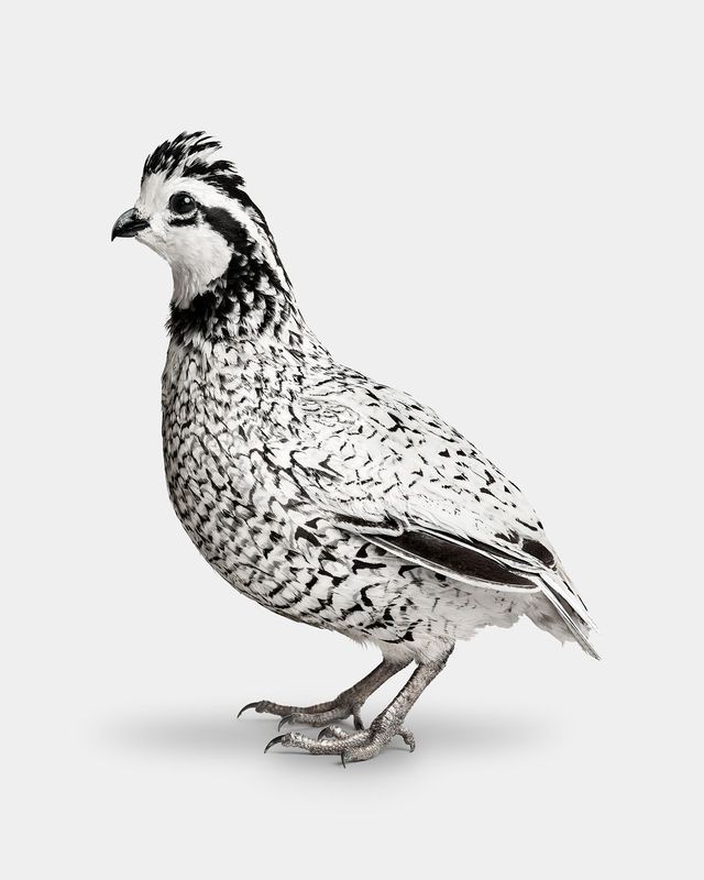 Randal Ford, Snowflake Bobwhite Quail No. 2 (M) Randal Ford, Snowflake Bobwhite Quail No. 2 (M)