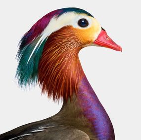 Photographie, Mandarin Duck Profile (S), Randal Ford