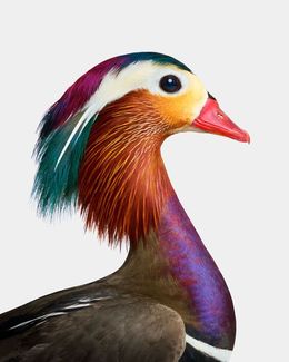 Photographie, Mandarin Duck Profile (L), Randal Ford