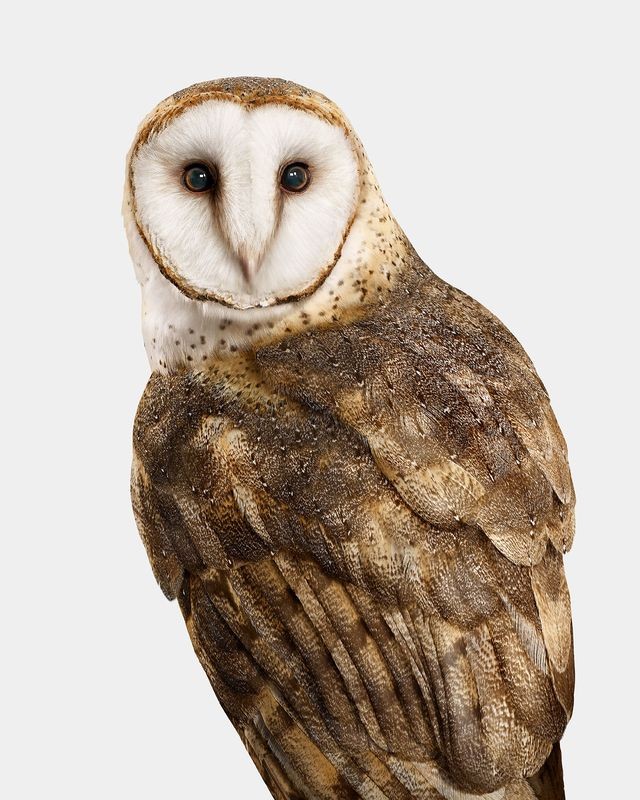 Randal Ford, American Barn Owl (S) Randal Ford, American Barn Owl (S)