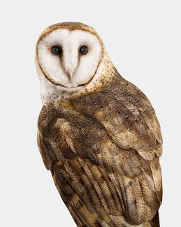 Photographie, American Barn Owl (M), Randal Ford