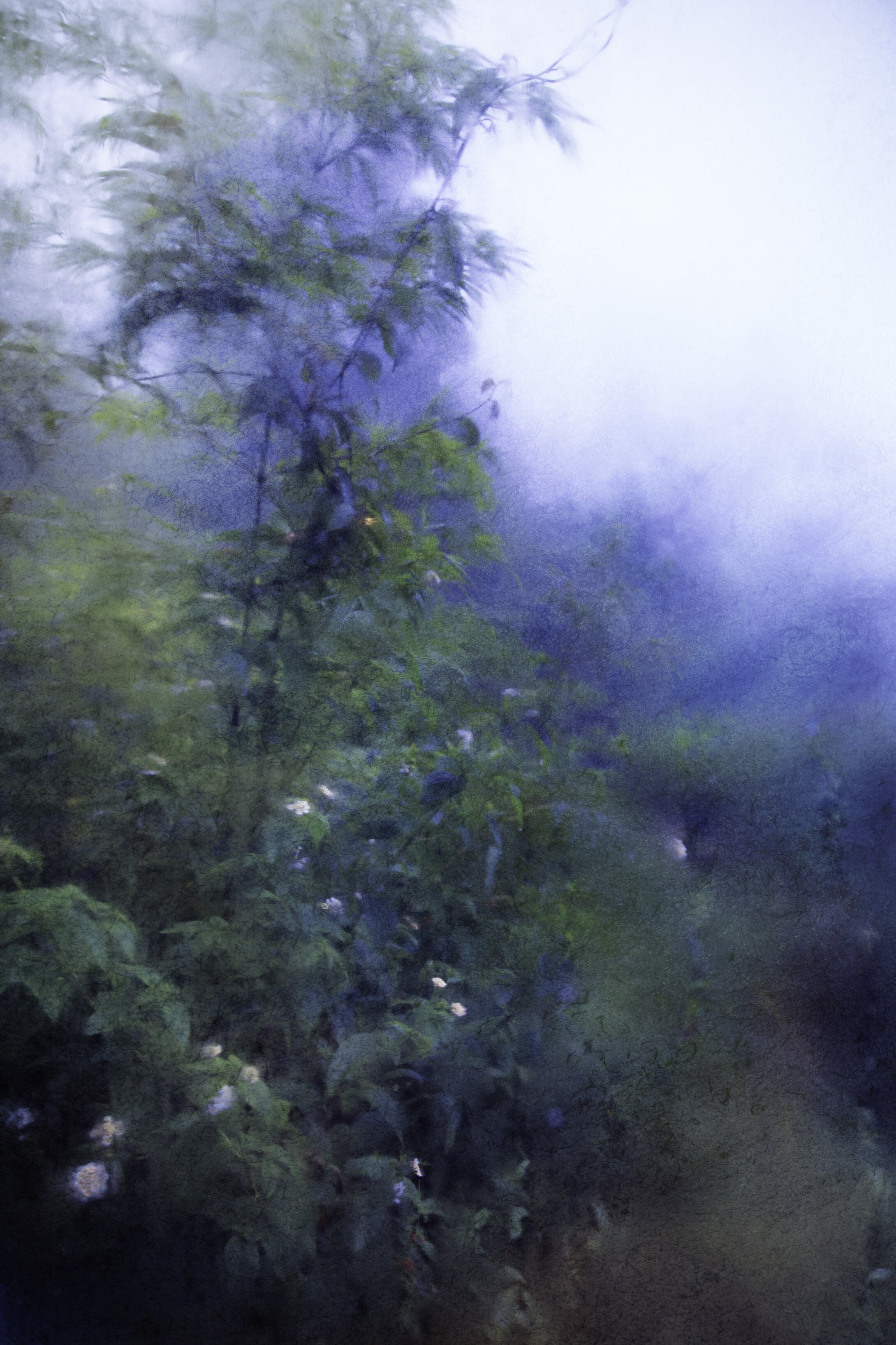 Viet Ha Tran, Colors of the rain III Viet Ha Tran, Colors of the rain III