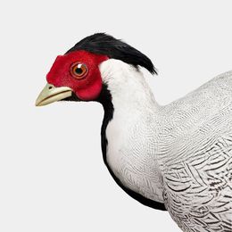 Photographie, Red Golden Pheasant (L), Randal Ford