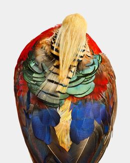 Photographie, Golden Pheasant Aerial (S), Randal Ford