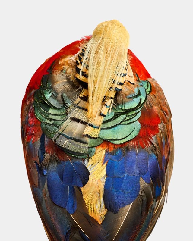 Randal Ford, Golden Pheasant Aerial (L) Randal Ford, Golden Pheasant Aerial (L)