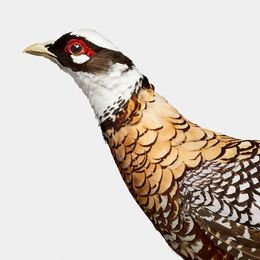 Photographie, Reeve’s Pheasant (L), Randal Ford