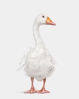 Photographie, Sebastopol Goose (S), Randal Ford