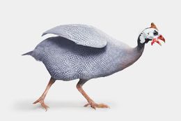 Photographie, Lavender Guinea Hen (S), Randal Ford