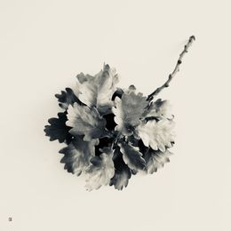 Photography, Bouquet de feuilles de chêne, Thierry Robert