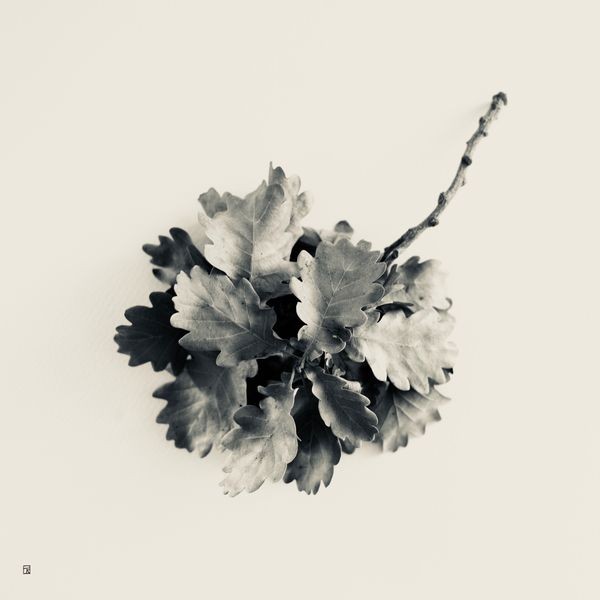 Thierry Robert, Bouquet de feuilles de chêne Thierry Robert, Bouquet de feuilles de chêne