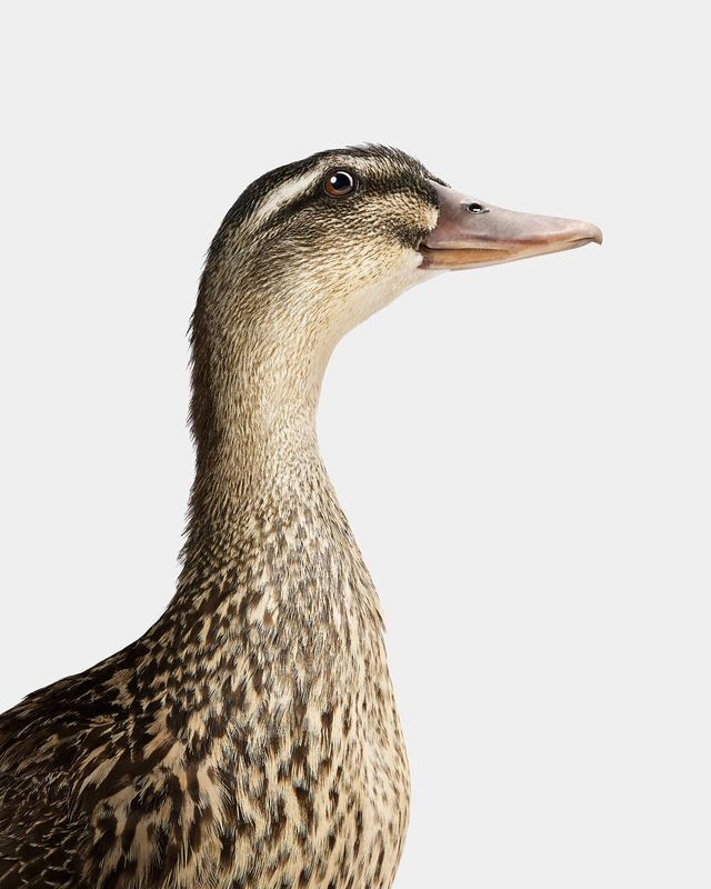 Randal Ford, Sebastopol Goose (M) Randal Ford, Sebastopol Goose (M)