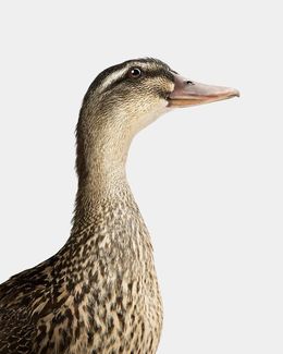 Photographie, Sebastopol Goose (L), Randal Ford