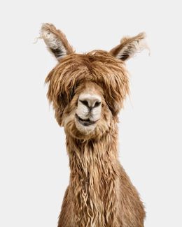 Photographie, Suri Alpaca (L), Randal Ford