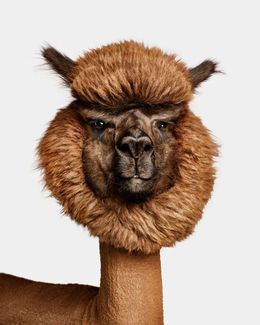 Photographie, Huacaya Alpaca No. 1 (S), Randal Ford