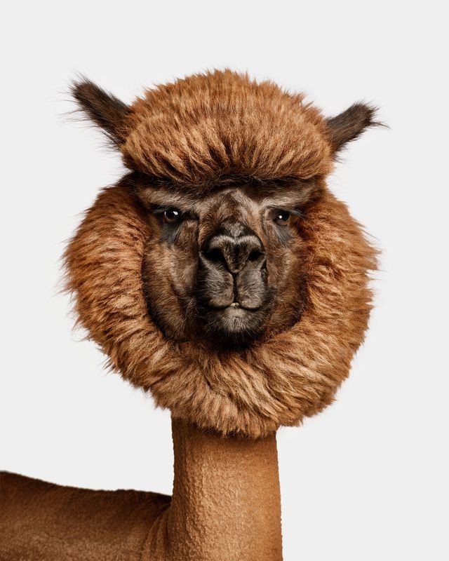Randal Ford, Huacaya Alpaca No. 1 (S) Randal Ford, Huacaya Alpaca No. 1 (S)