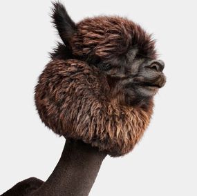 Photographie, Huacaya Alpaca No. 2 (S), Randal Ford