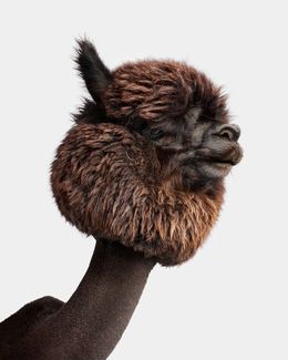 Photographie, Huacaya Alpaca No. 2 (L), Randal Ford