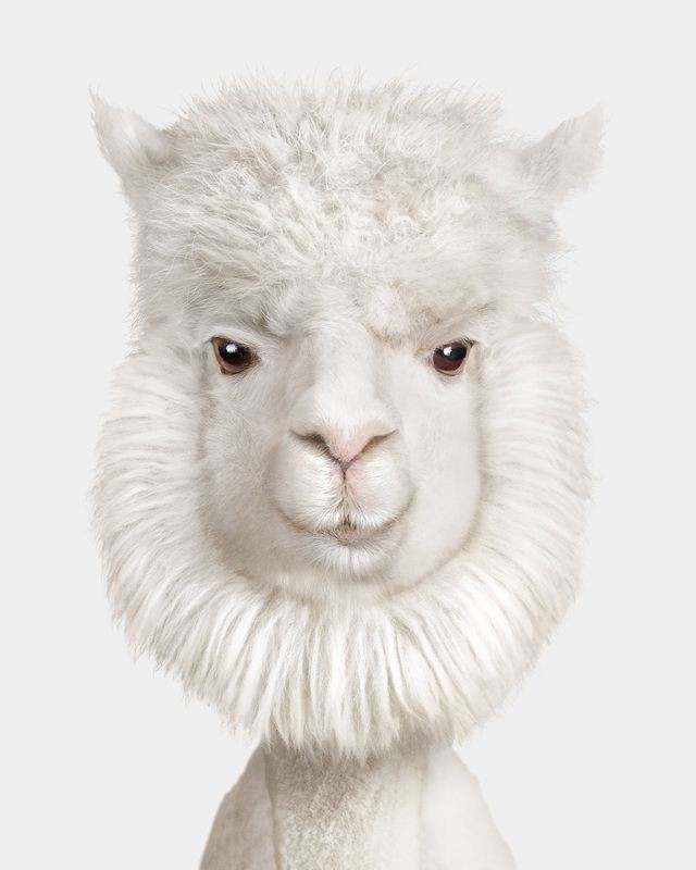 Randal Ford, Huacaya Alpaca No. 4 (M) Randal Ford, Huacaya Alpaca No. 4 (M)