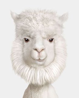 Photographie, Huacaya Alpaca No. 4 (L), Randal Ford