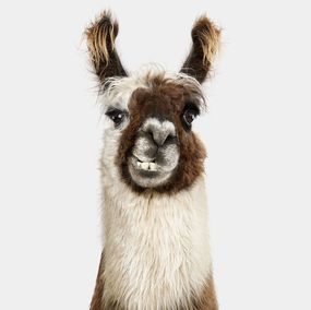 Photographie, Llama No. 2 (S), Randal Ford