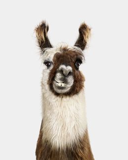 Photographie, Llama No. 2 (L), Randal Ford