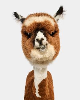 Photographie, Huacaya Alpaca Cria (M), Randal Ford